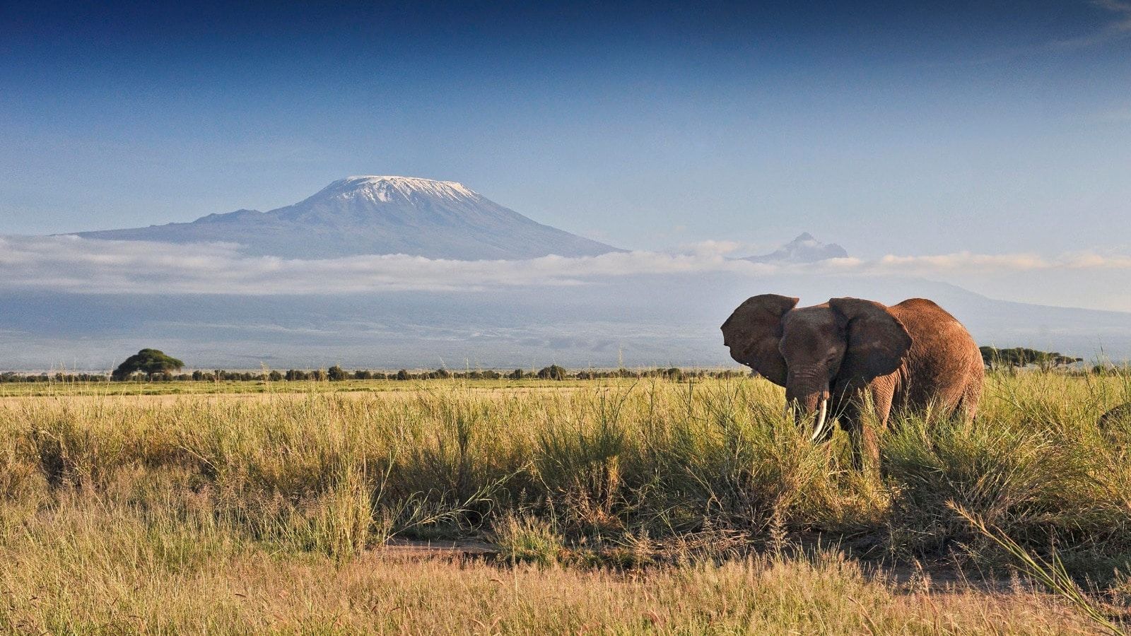 Born Free Foundation - Wildlife Conservation | Land Rover New Zealand