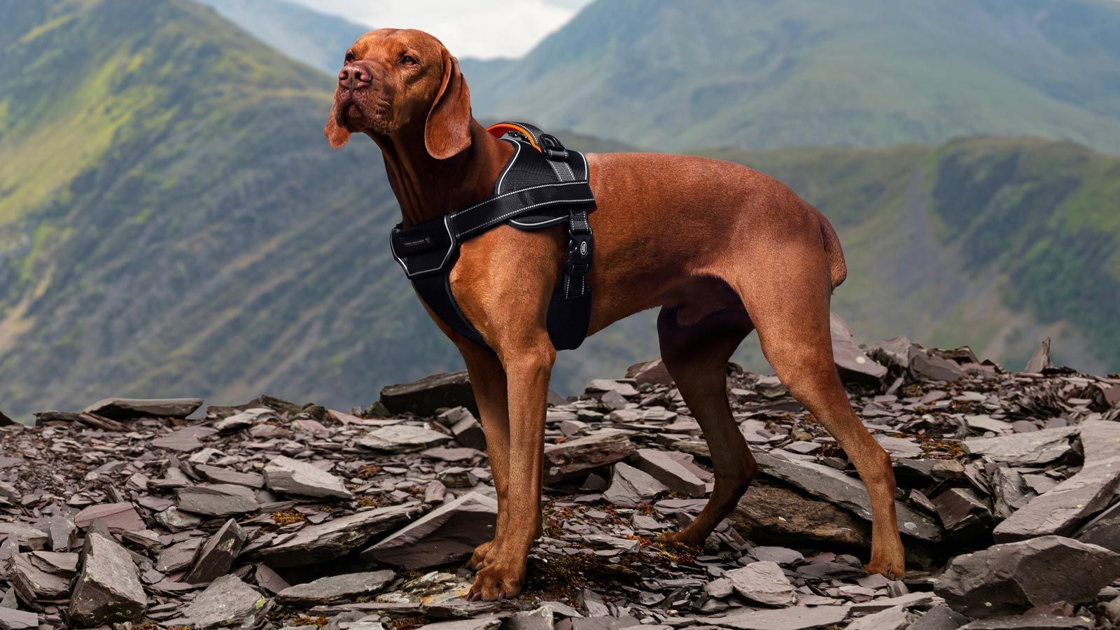 Range rover dog