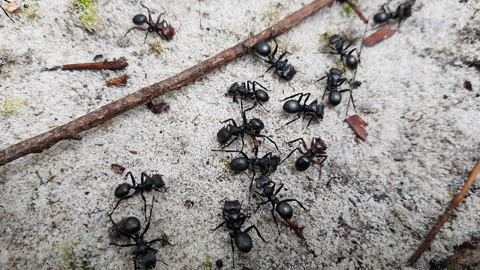 Zehirli Karınca Ayini, Brezilya<br>

