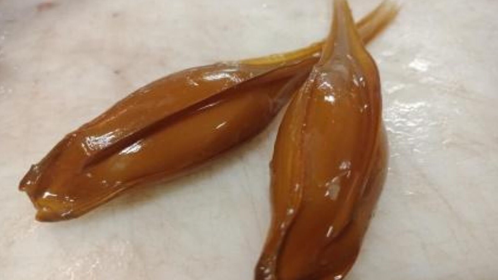 Fotoğraf: Dr. Brit Finucci, Hayalet köpekbalığı yumurtası kapsülleri örneği